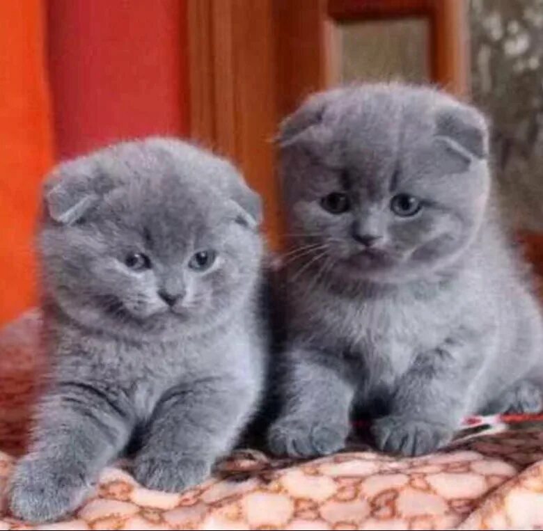Купить котенка в саратове с фото породистого Котята - купить в Матвеев-кургане, цена 2 000 руб., продано 9 июня 2018 - Кошки