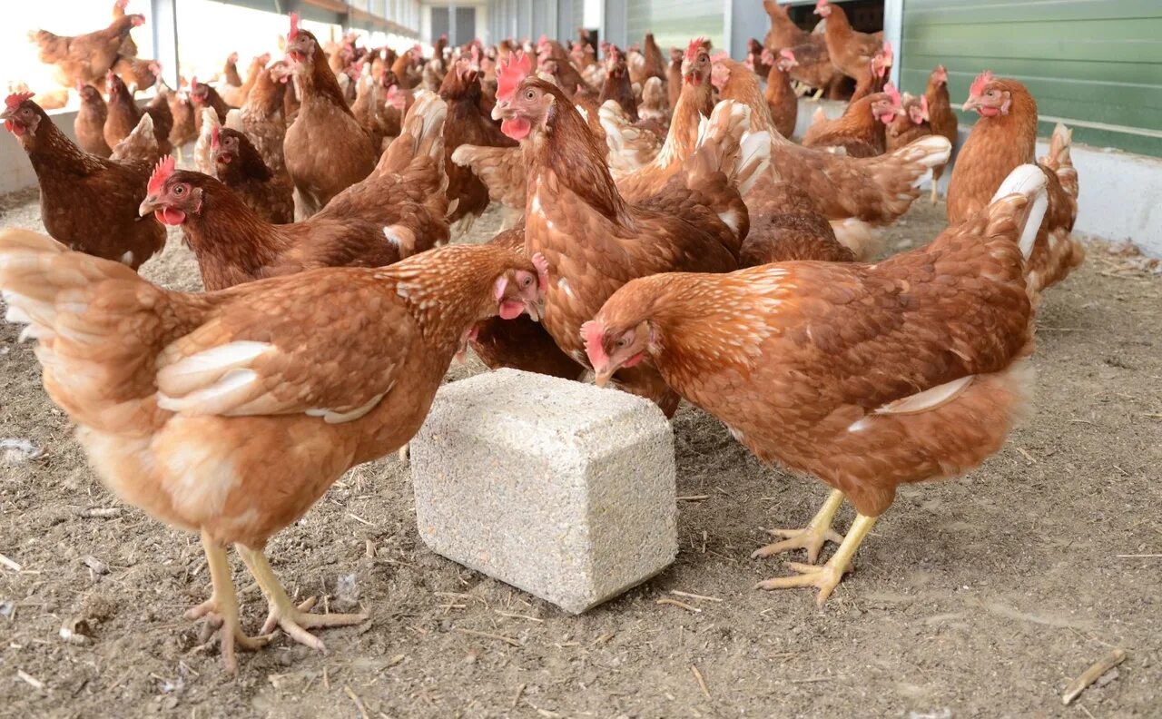Купить кур несушек цена и фото В продаже Куры молодки (несушки) красные и белые по 360р Доминанты цветные Куры 