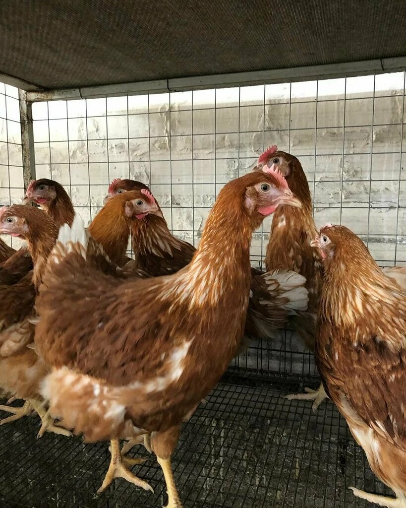 Купить кур несушек цена и фото Комбикорма, fodder and feed additives, rabochiy posyolok Zaprudnya, Sovetskaya u