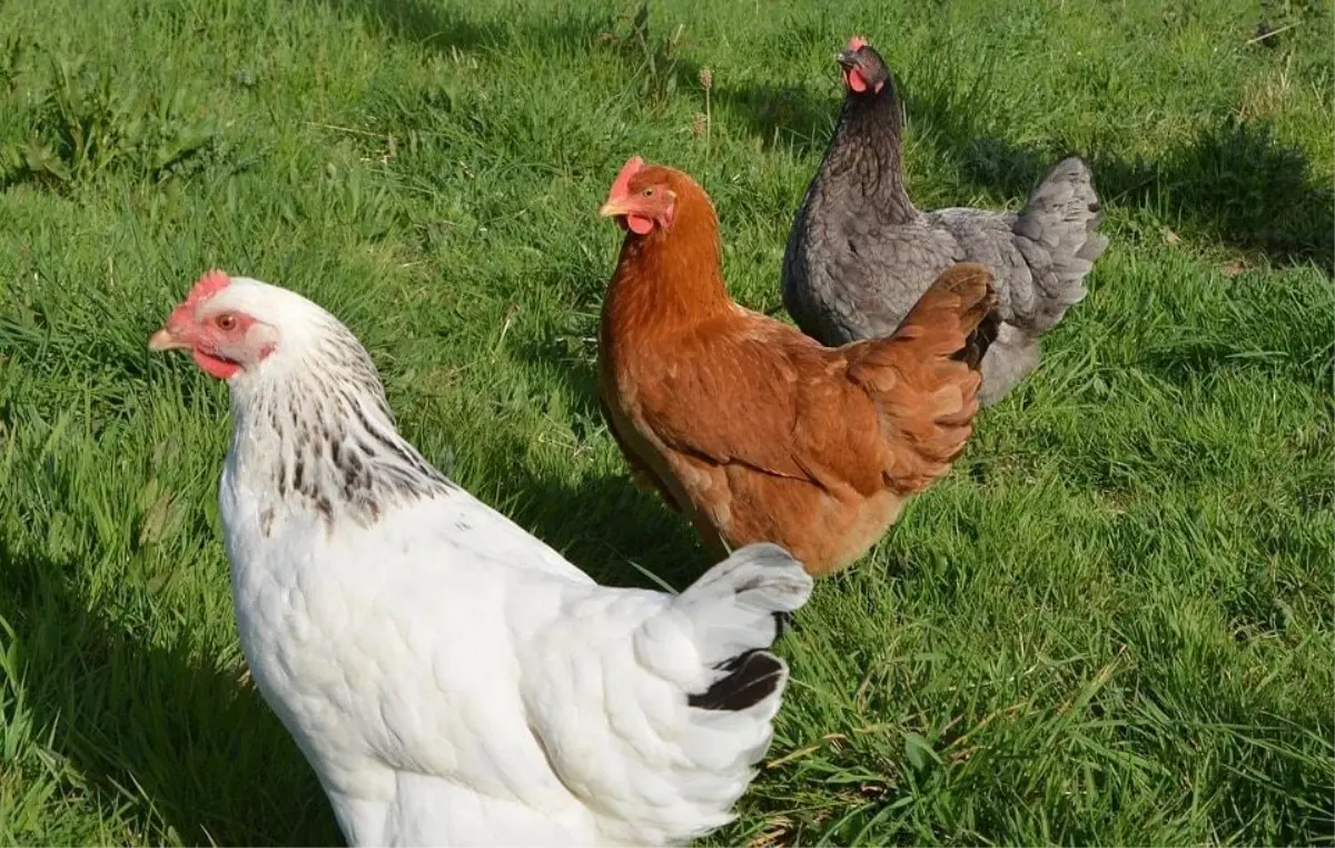 Купить кур несушек цена и фото Rüyada tavuk görmek ne demek? Rüyada beyaz tavuk görmek ne anlama gelir? Rüyada 
