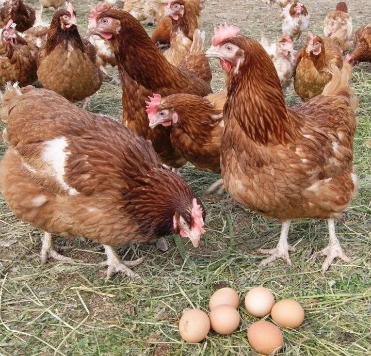 Купить кур несушек цена и фото Продам кур несушек - купить в Самарском, цена 150 руб., продано 28 мая 2022 - Пт