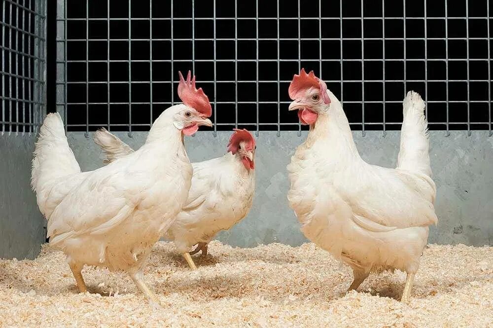 Купить кур несушек цена и фото Продажа - курица несушка
