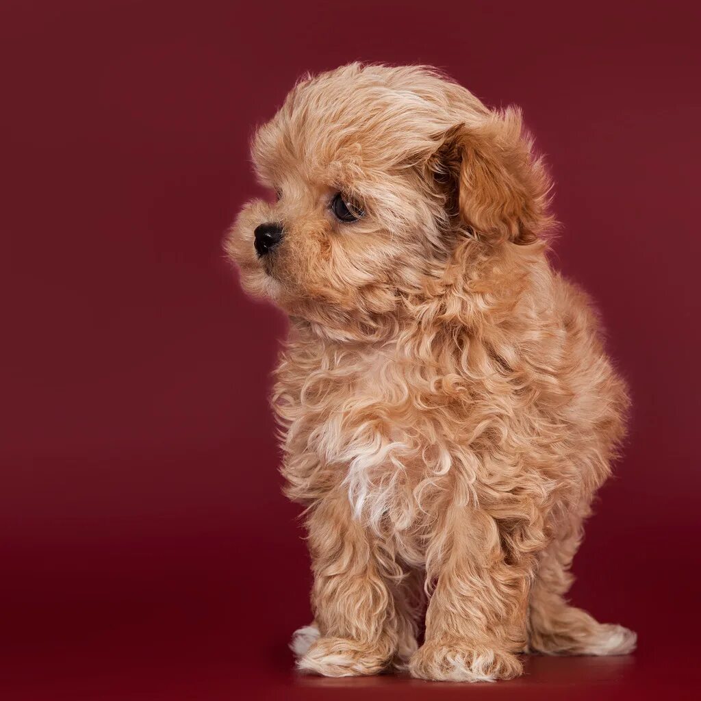 Купить мальтипу в туле цена и фото jasmin-maltipoo-56 - Maltipoo Moscow