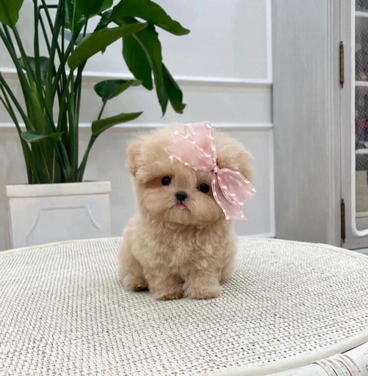 Купить мальтипу в туле цена и фото Купить щенка породы Мальтипу ❌ - Micropet