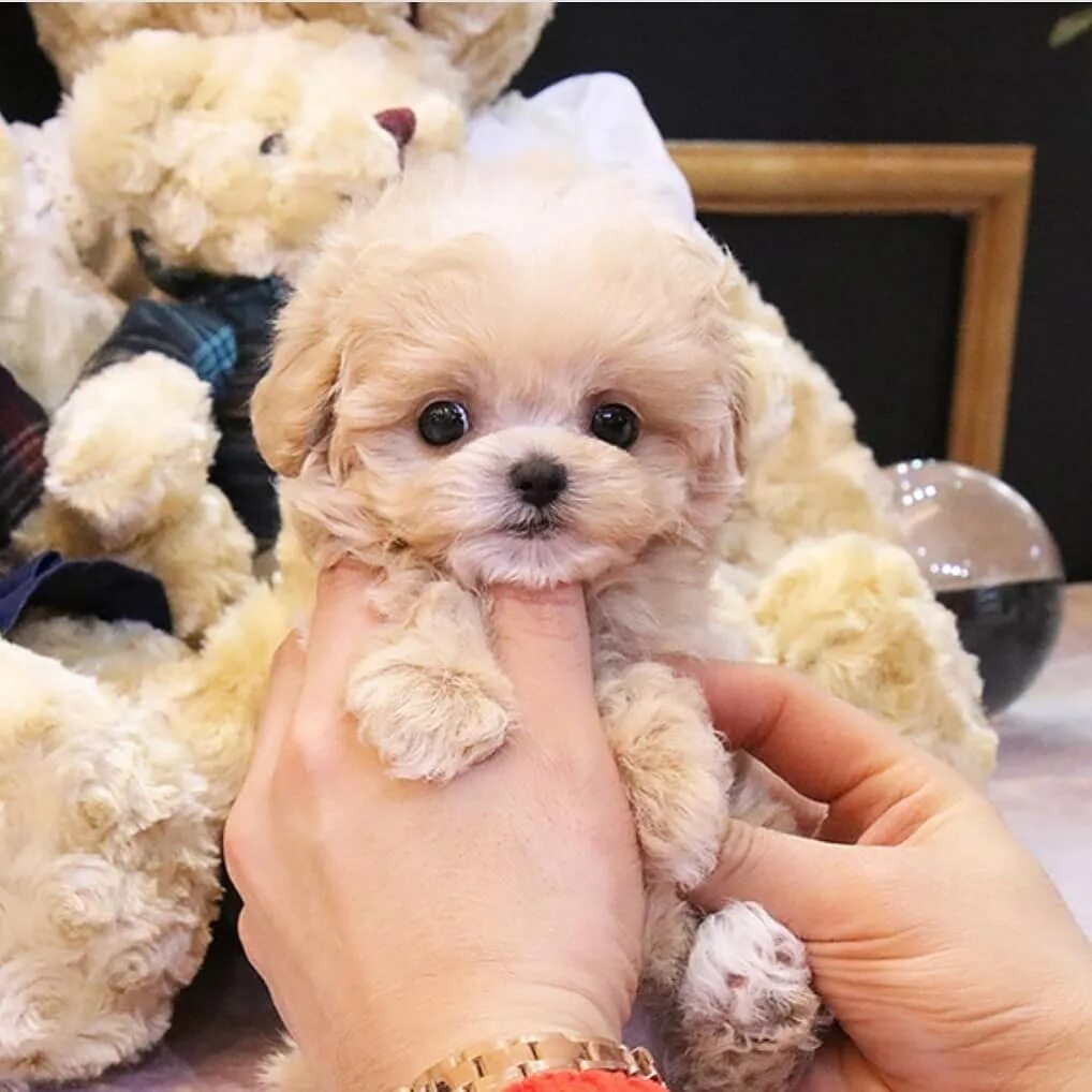 Купить мальтипу в туле цена и фото Купить щенка породы Мальтипу ❌ - Micropet