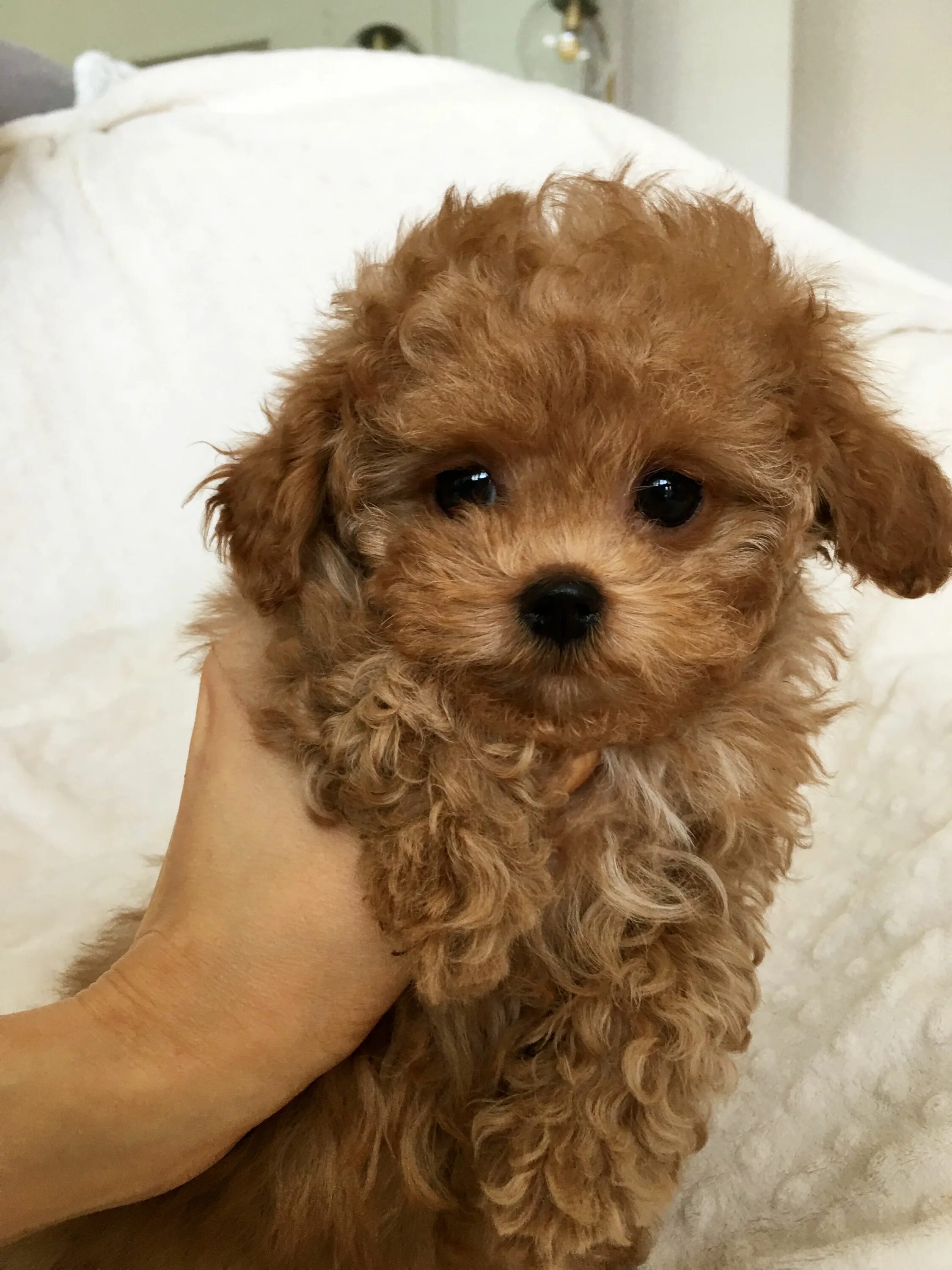 Купить мальтипу в туле цена и фото Really cute puppies, Cute teacup puppies, Super cute puppies