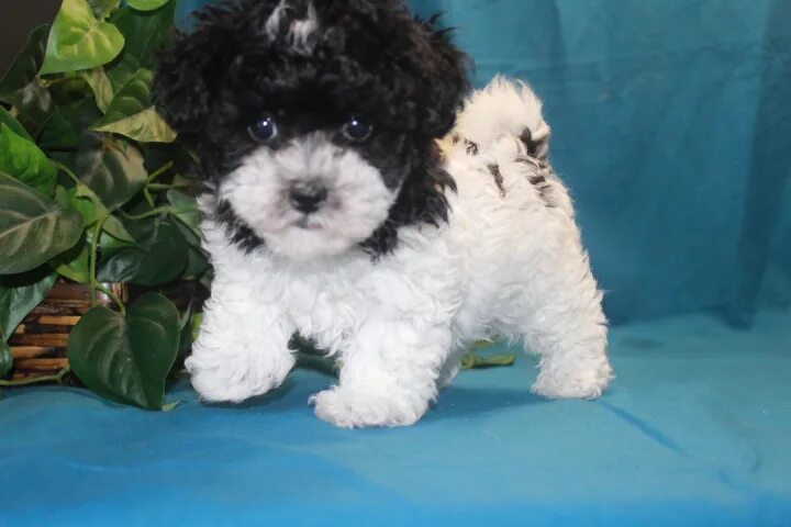 Купить мальтипу в туле цена и фото Black White Maltipoo Clearance ulthera.ru