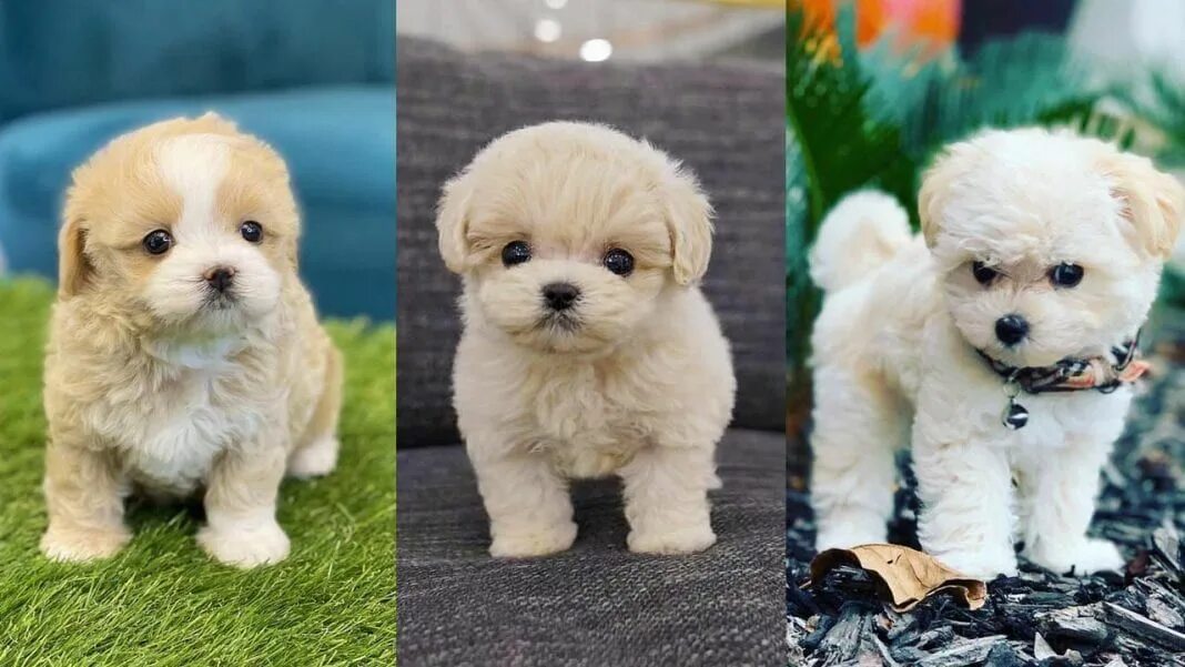 Купить мальтипу в туле цена и фото Teacup Maltipoo 12 Surprising Facts You Should Know Maltipoo puppy, Teacup malti