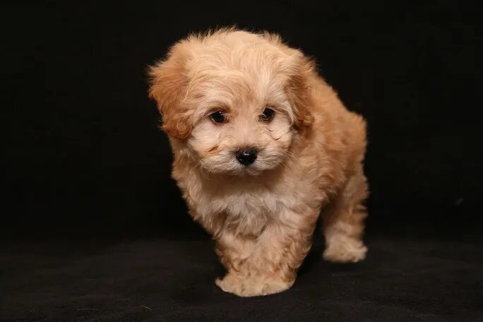 Купить мальтипу в туле цена и фото maltipoo-barney-5 - Maltipoo Moscow