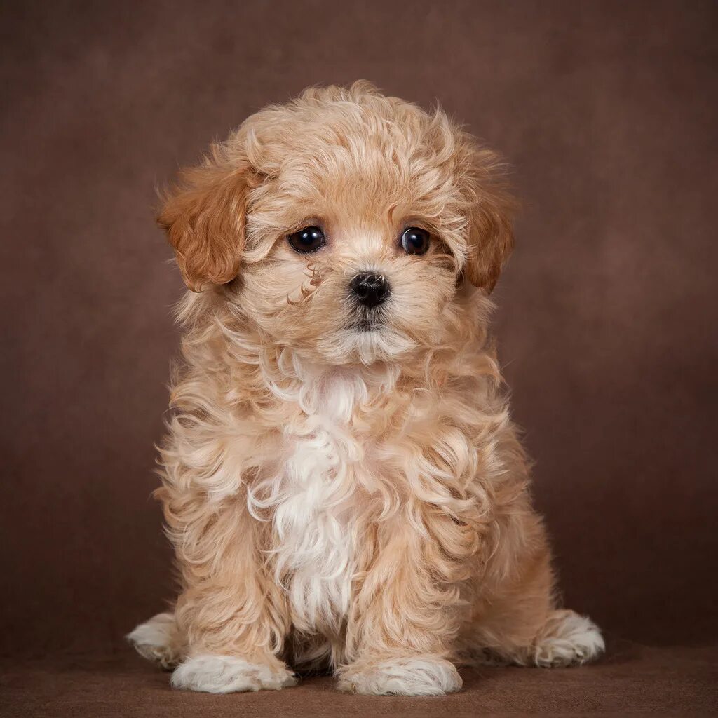 Купить мальтипу в туле цена и фото jenepi-maltipoo-52 - Maltipoo Moscow