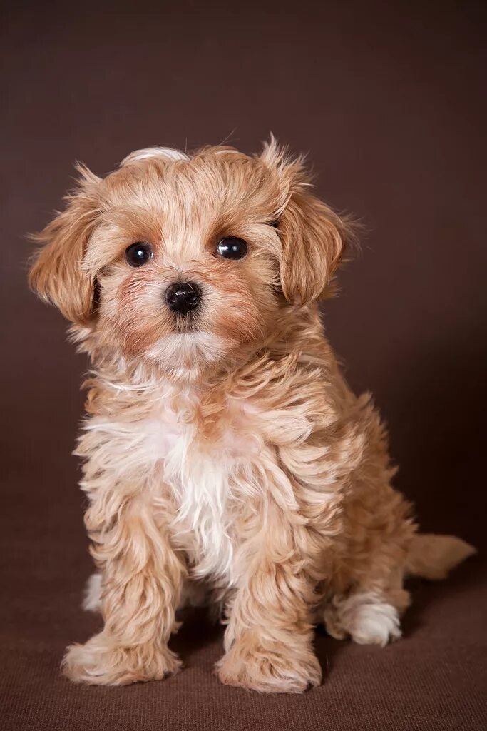 Купить мальтипу в туле цена и фото oscar-maltipoo-dog-02 - Maltipoo Moscow