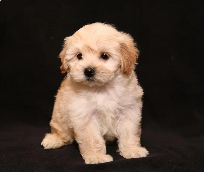 Купить мальтипу в туле цена и фото maltipoo-betty-3 - Maltipoo Moscow