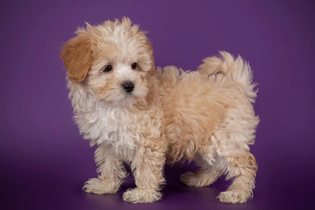 Купить мальтипу в туле цена и фото uno-maltipoo-dog-23 - Maltipoo Moscow