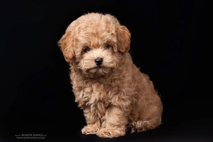 Купить мальтипу в туле цена и фото ted-8 - Maltipoo Moscow