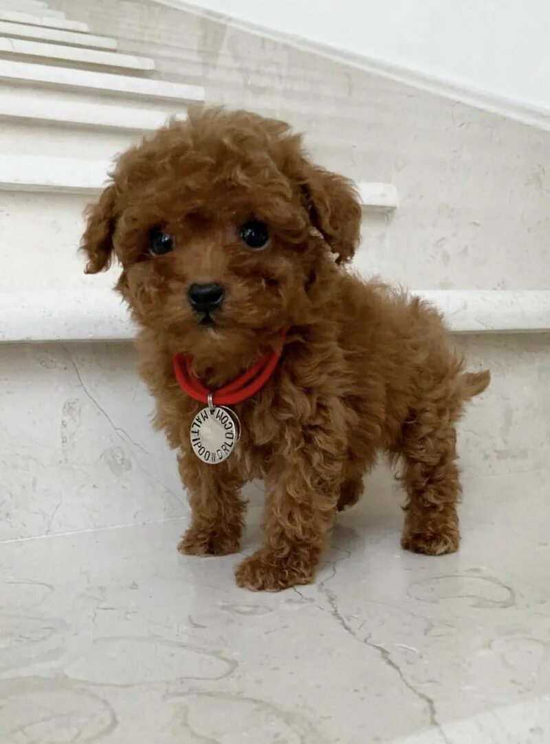 Купить мальтипу в туле цена и фото Newborn - Maltipoo World