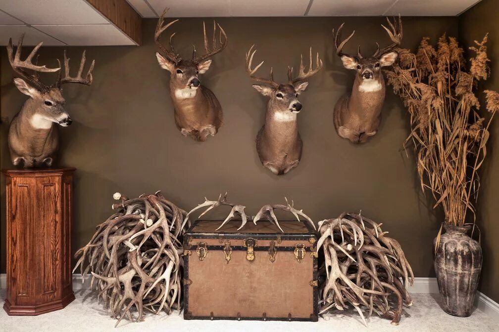 Купить на стену декор охота Trophy Room - Alberta Outdoorsmen Forum Hunting room decor, Hunting room, Taxide