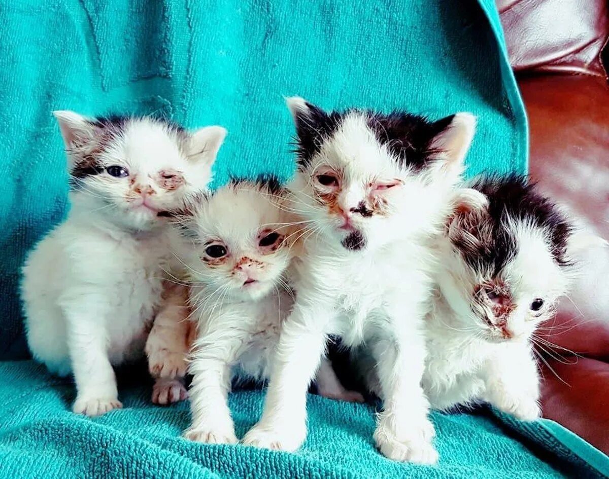 Купить недорого котенка фото Включи 2 кошечки и 1 кошечка: найдено 90 картинок