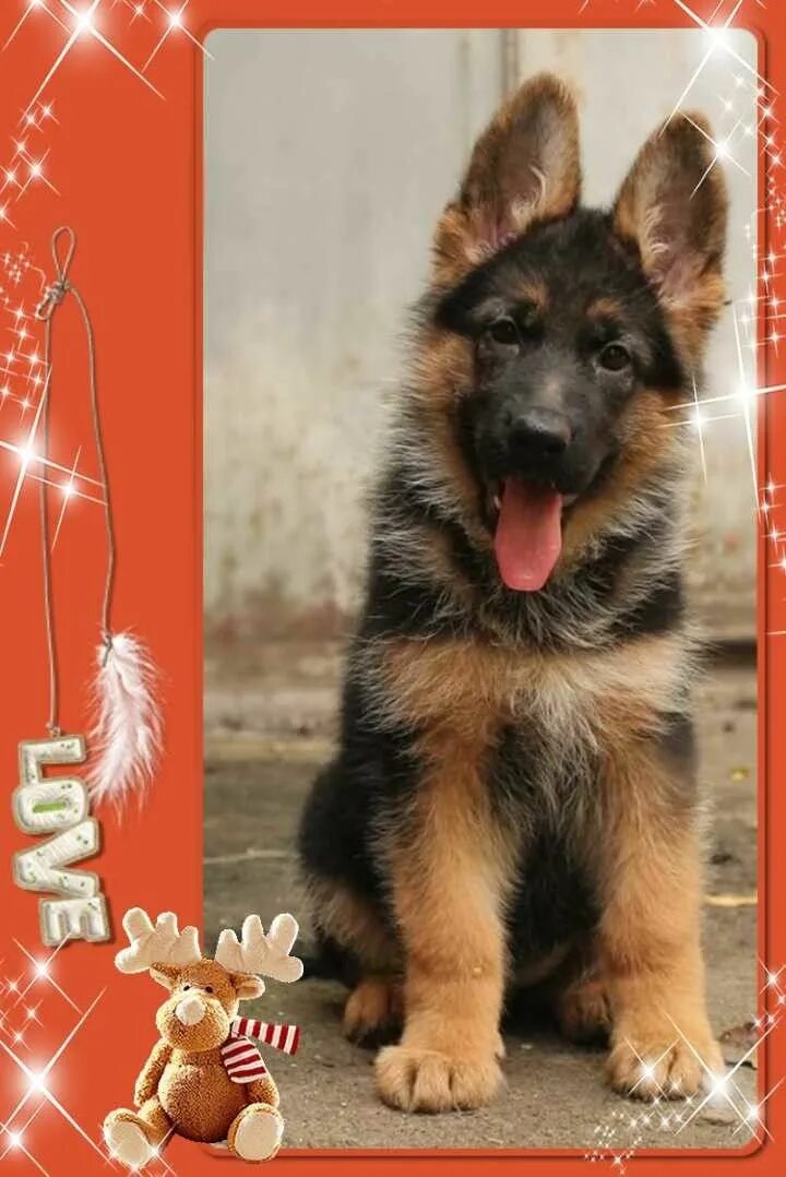 Купить немецкую овчарку цена фото Pin by АНДРЭ on Собаки Dogs, Corgi, Animals