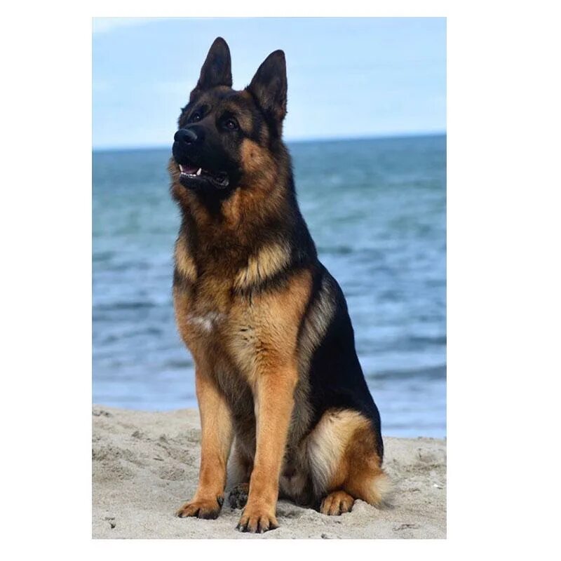 Купить немецкую овчарку цена фото diamond painting German Shepherd 5d diy full drill animal diamond embroidery 3d 
