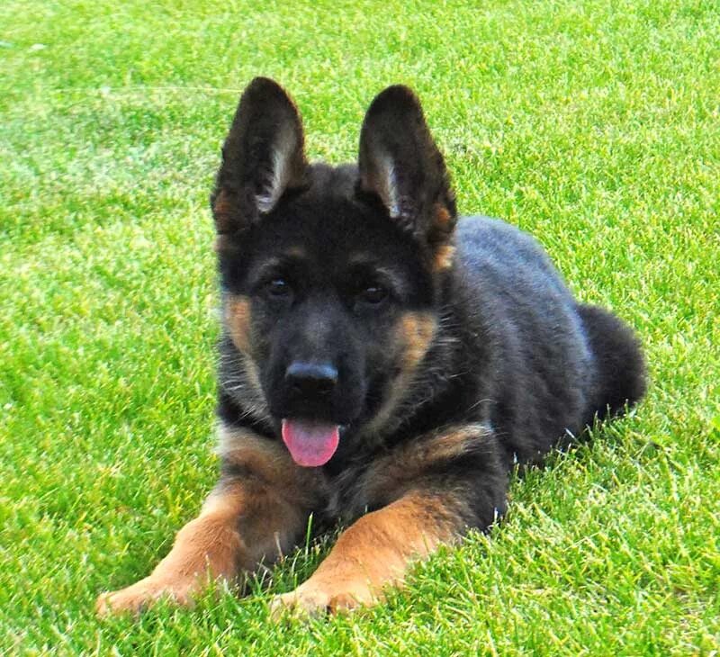 Купить немецкую овчарку цена фото Dogs продать: найдено 89 картинок