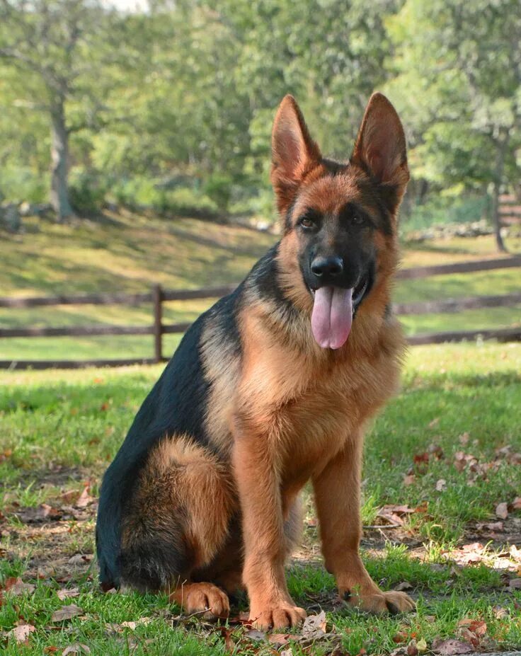 Купить немецкую овчарку цена фото German Shepherd Puppy by Grunwald Haus German shepherd puppies, Shepherd puppies