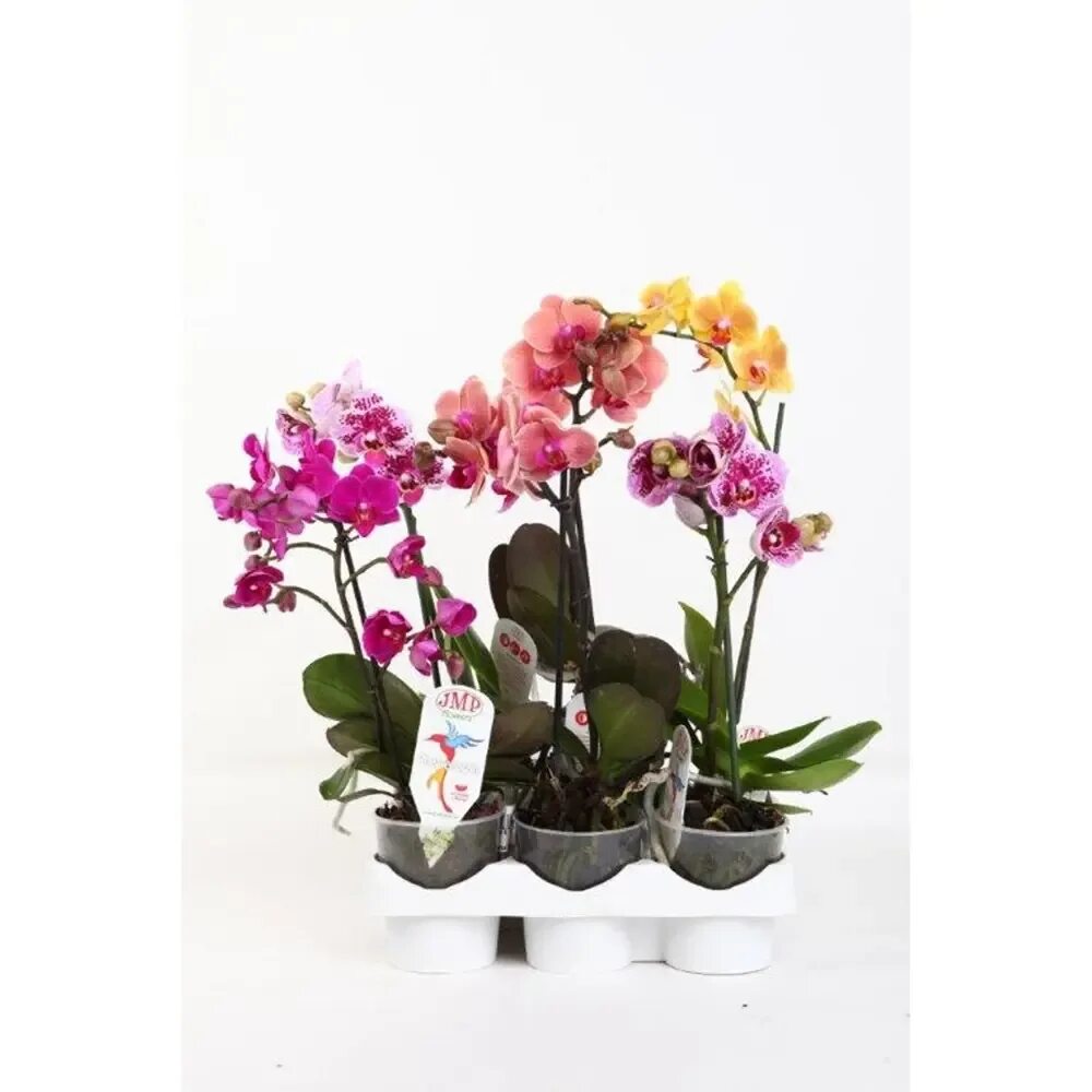 Купить орхидею фото Орхидея Фаленопсис Мультифлора ø12 h30 см по цене 513 ₽/шт. купить в Казани в ин