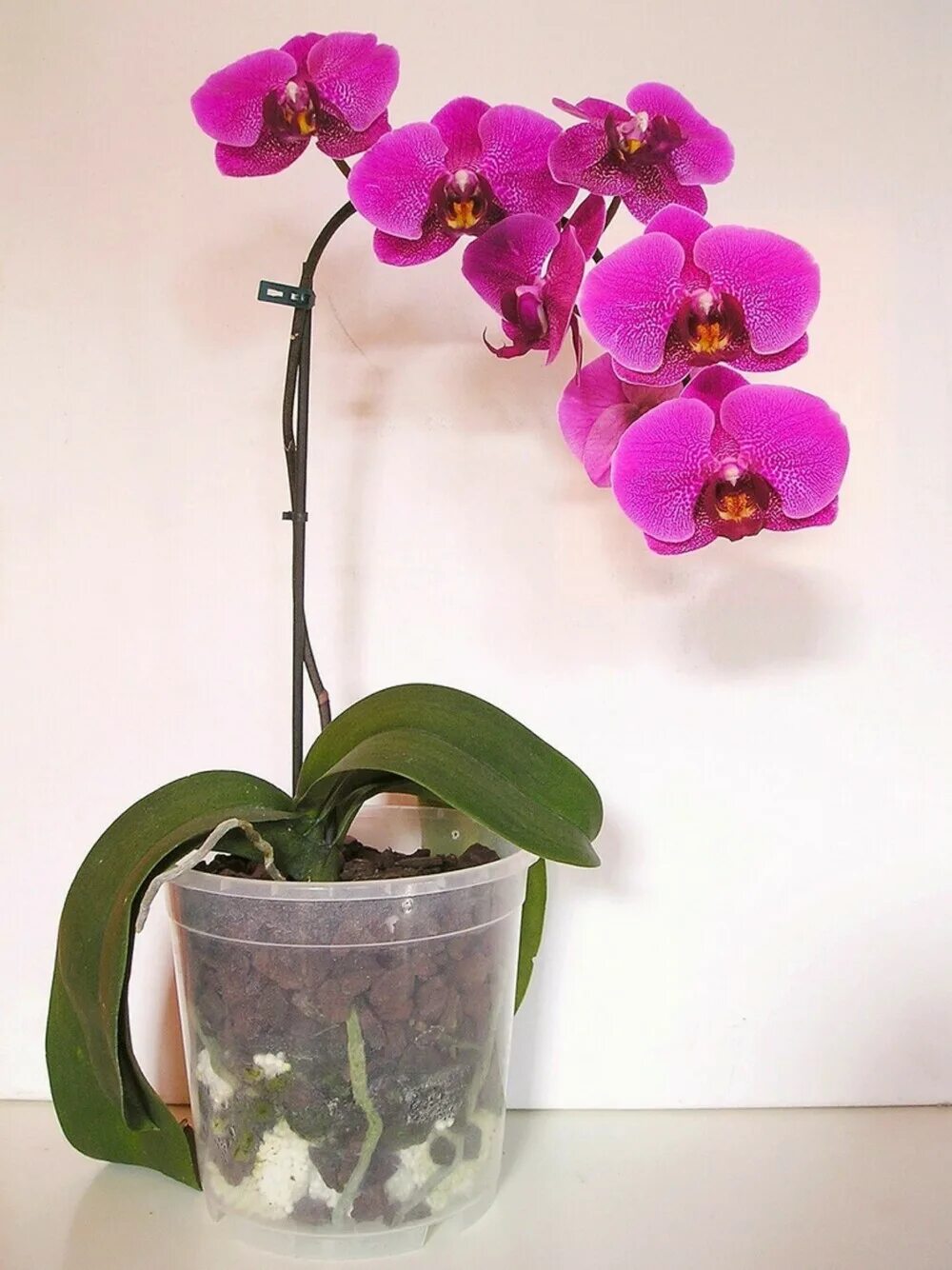 Купить орхидею фото Орхидея фаленопсис авито: найдено 87 изображений