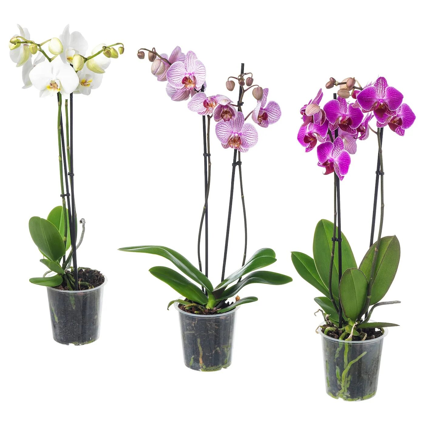 Купить орхидею фото Растение в горшке, Орхидея/2 стебля 12 см IKEA PHALAENOPSIS ФАЛЕНОПСИС 802.634.0
