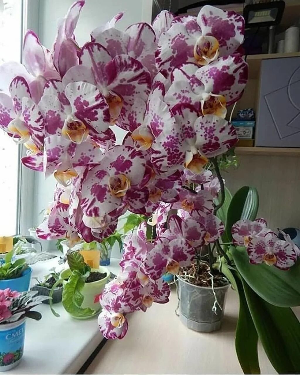 Купить орхидею фото #3910 post - Огород и дача - большая удача! (@ogorodidacha)