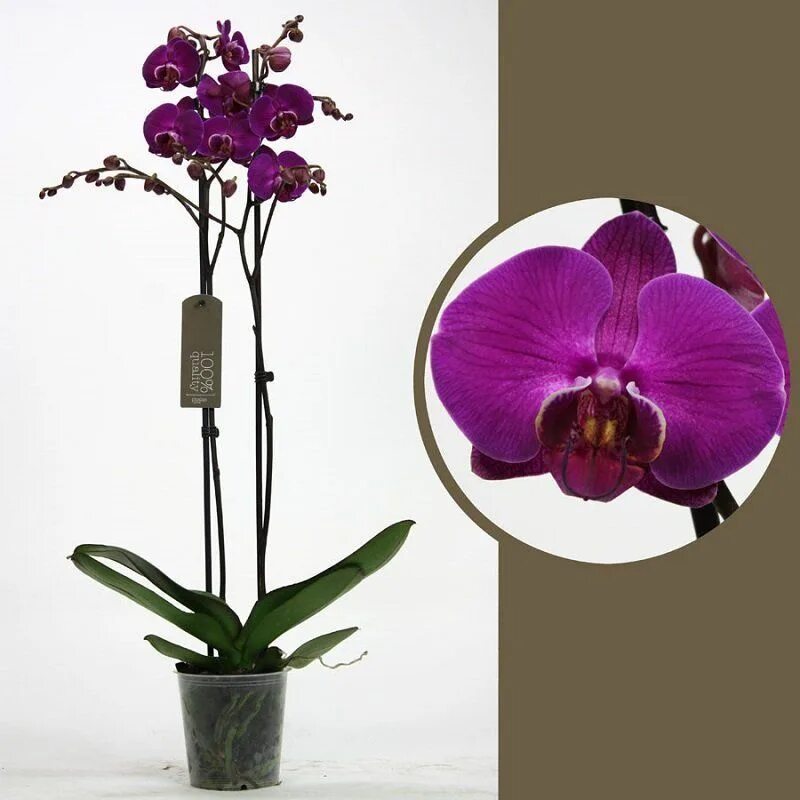 Купить орхидею фото Орхидея Фаленопсис Фиолетовый, 12 дм - купить по выгодной цене в интернет-магази