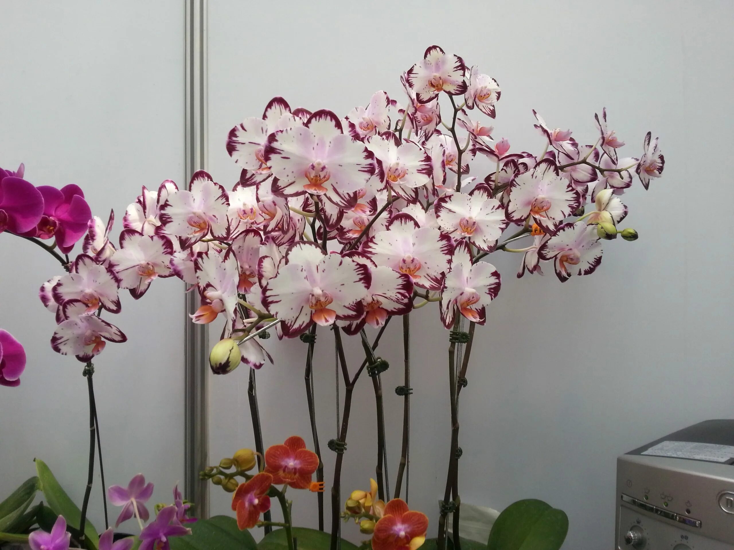 Купить орхидею фото Phal. Ever Spring Prince - Welcome to Orchid Cultivators