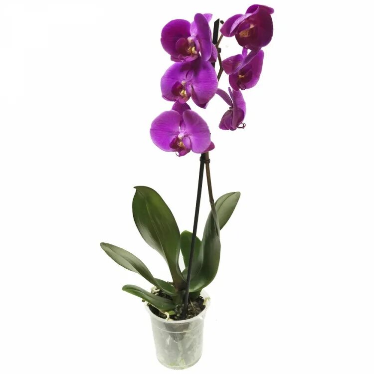 Купить орхидею цена фото Орхидея Фаленопсис 12/50 купить в Москве