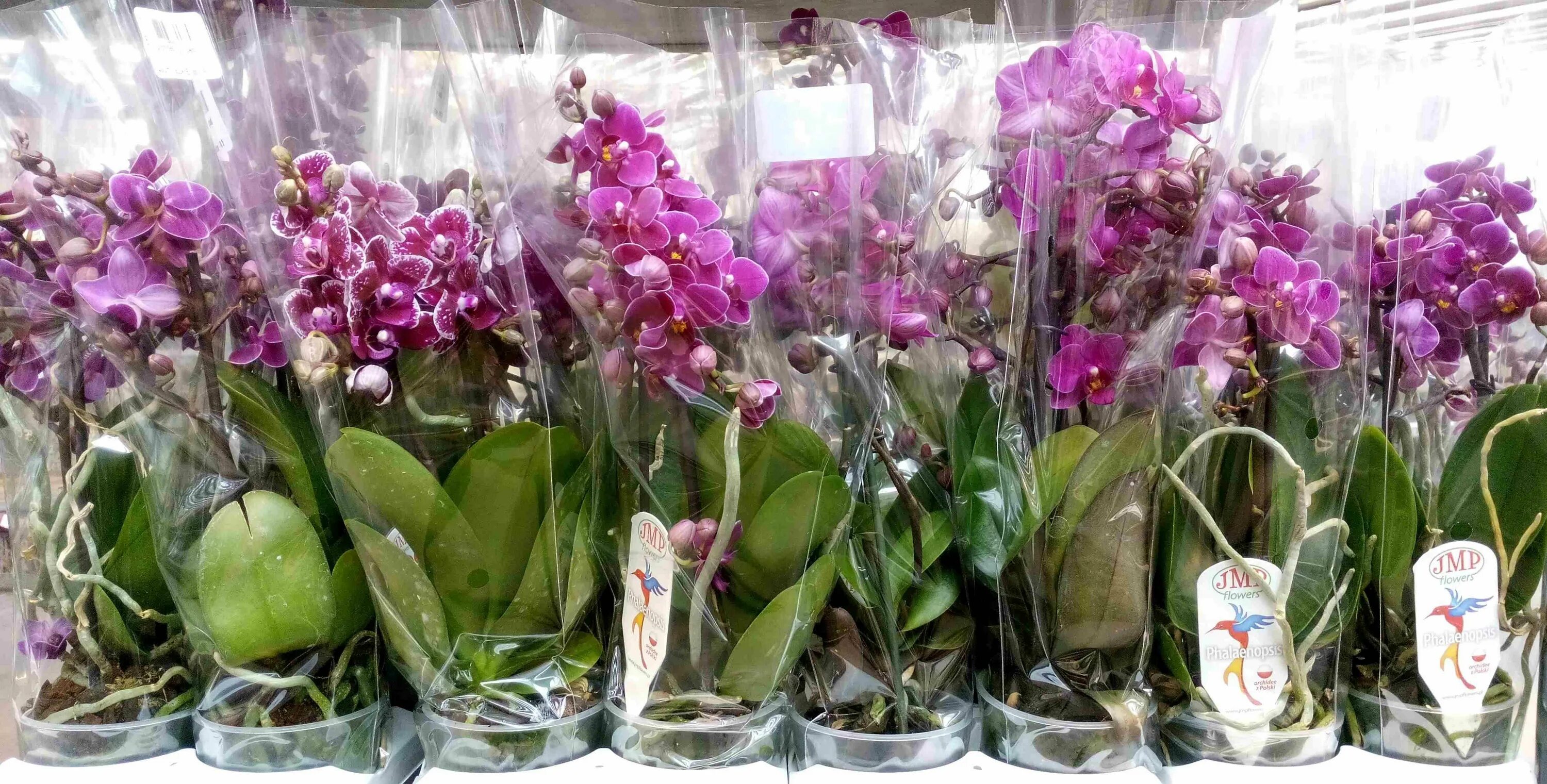 Купить орхидею цена фото Орхидея Ленинград: Фото Обзор Изящного Цветка Зеленый рай Фотогалерея природы на