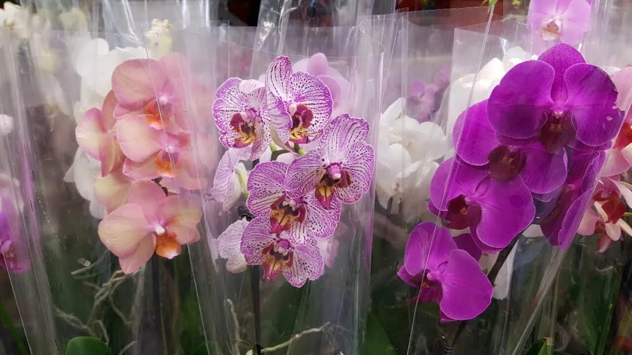 Купить орхидею цена фото Orchids Castorama Орхидеи в магазине Касторама на 26.05.2018 - YouTube