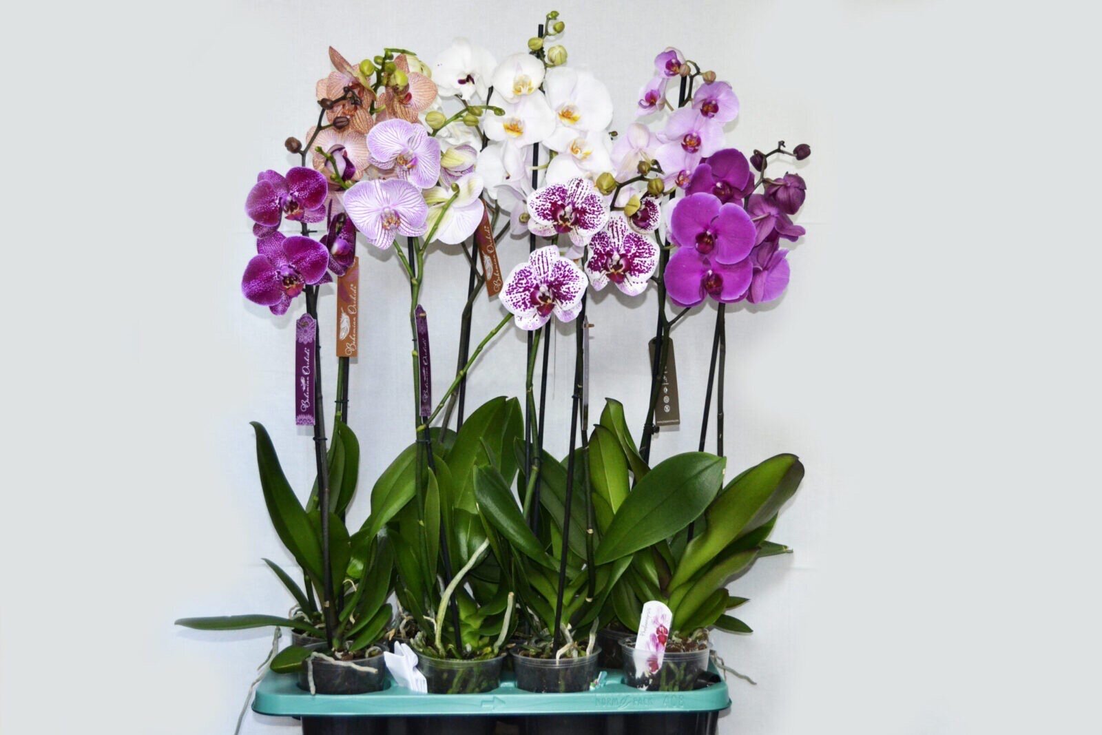 Купить орхидею цена фото Орхидея Микс 1 горшок (Орхидея Микс) - купить в интернет-магазине по низкой цене