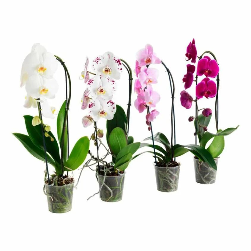 Купить орхидею цена фото Орхидея Фаленопсис Каскад - купить в Москве, цены на Мегамаркет 100054198151