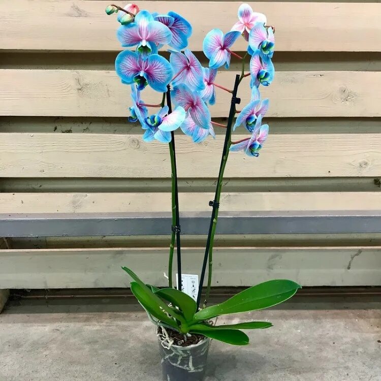 Купить орхидею цена фото Орхидея Фаленопсис Королевский Сенсейшен: Фото галерея Эко-фокус Фотогалерея при