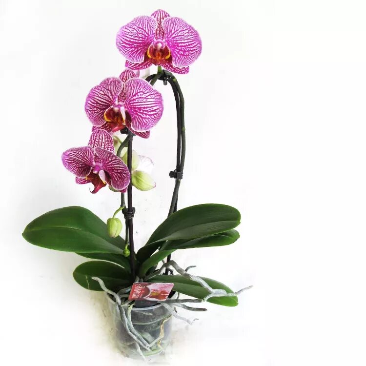 Купить орхидею цена фото Орхидея Фаленопсис купить в Москве