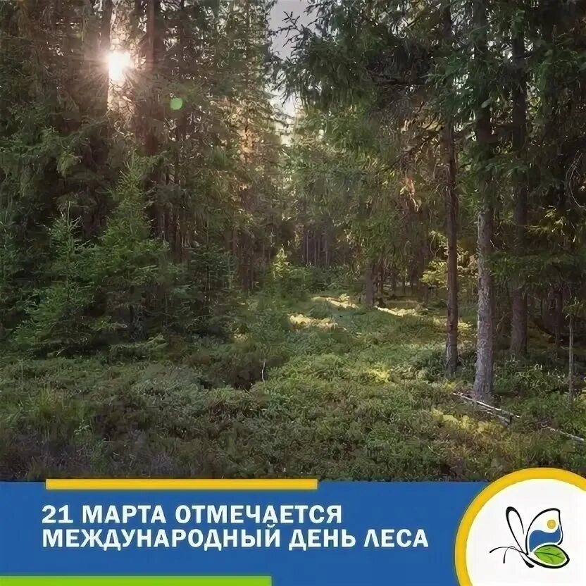 Лес под тихвином фото 4 апреля в четверг состоится открытая встреча с ведущим специалистом ЛОГБУ "Дире