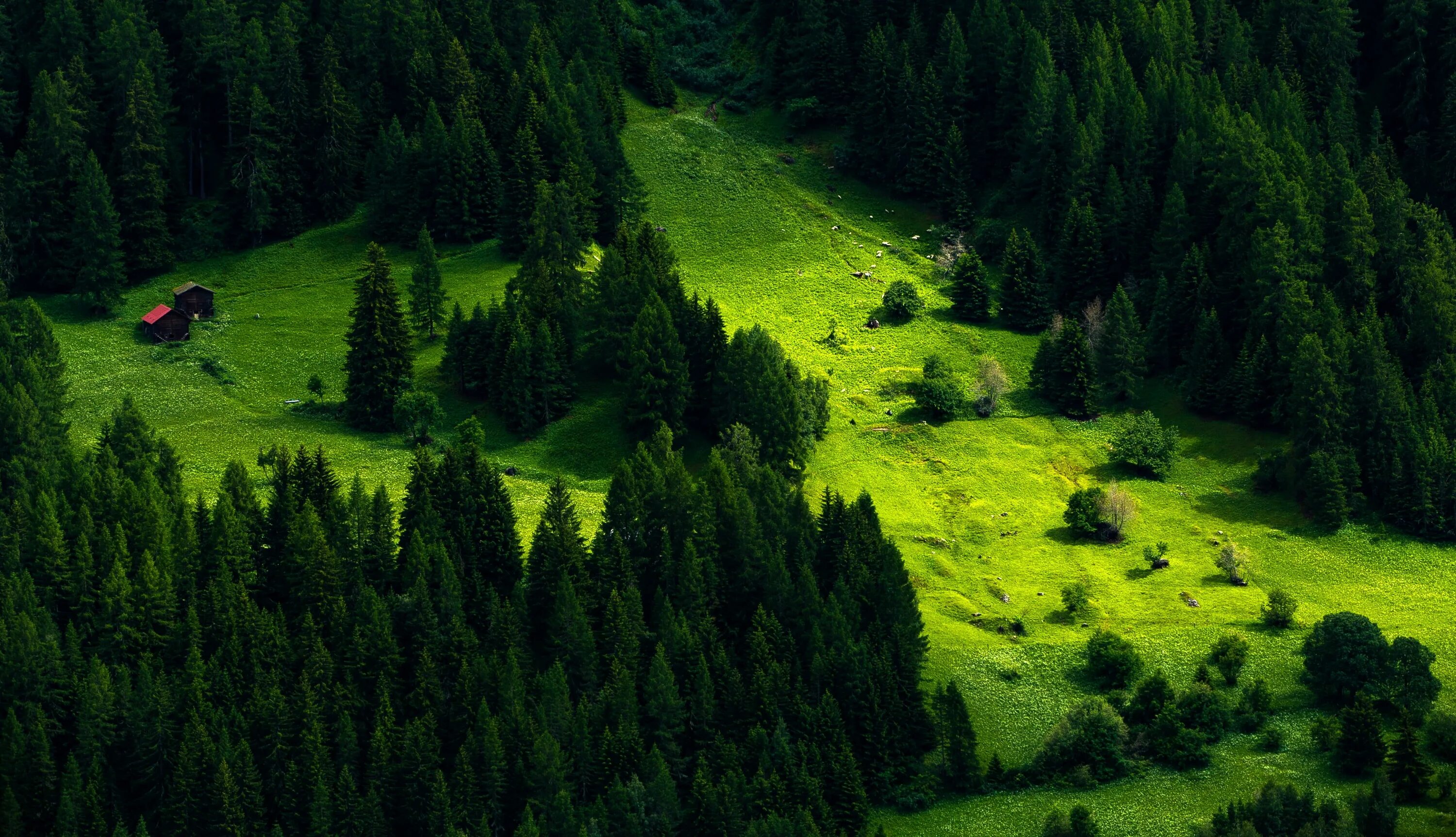 Лес самые красивые фото green trees #nature #landscape #trees pine trees #hill #forest #cabin #grass #gr