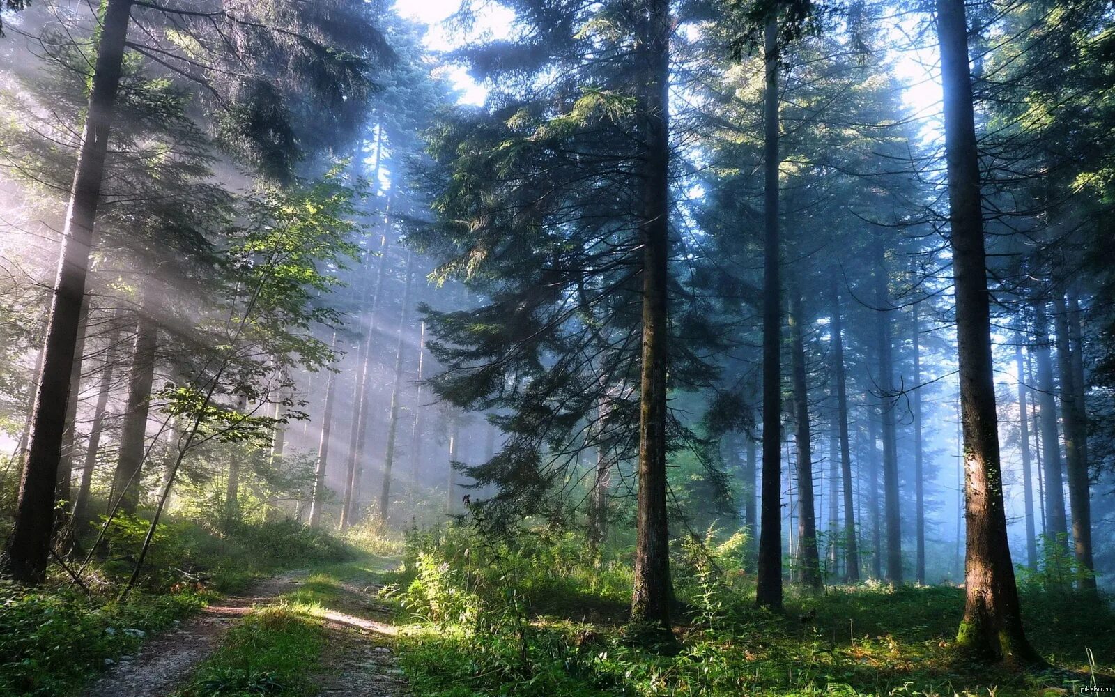 Лес самые красивые фото лес Sunlight Пикабу