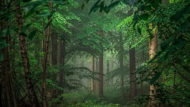 Лес стеной фото Cool Desktop Background: Misty Forest