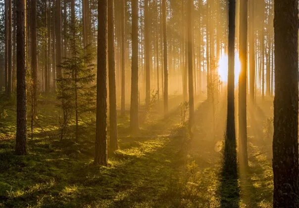 Лес утром фото красивые Good and cozy morning to you, country.!=) And good and cheerful continuation of 