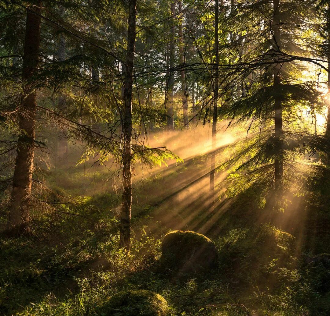 Лес утром фото красивые Sunrays in the Swedish forest. I cant wait for the warmer months when the forest