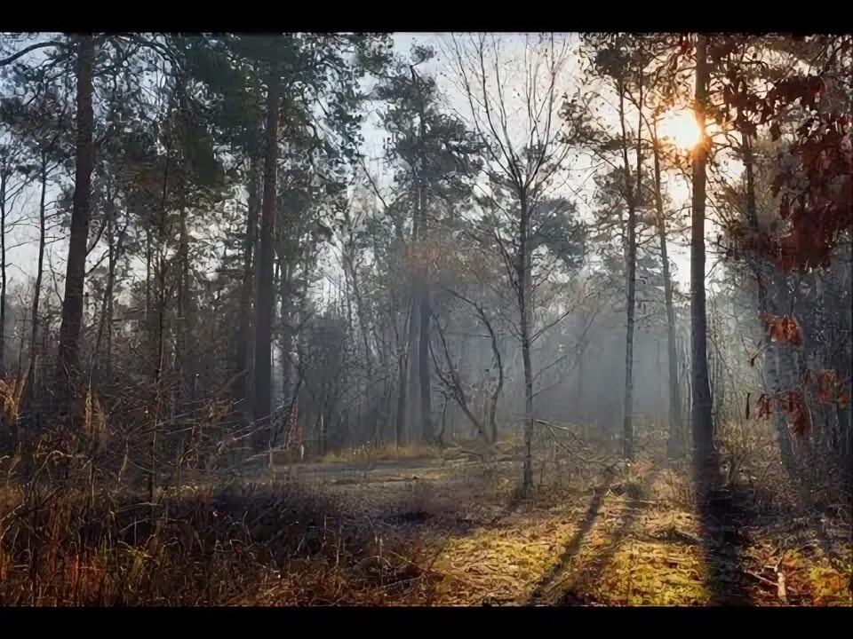 Лес в ноябре фото Acrylic = Осенний лес = Не Художник - YouTube