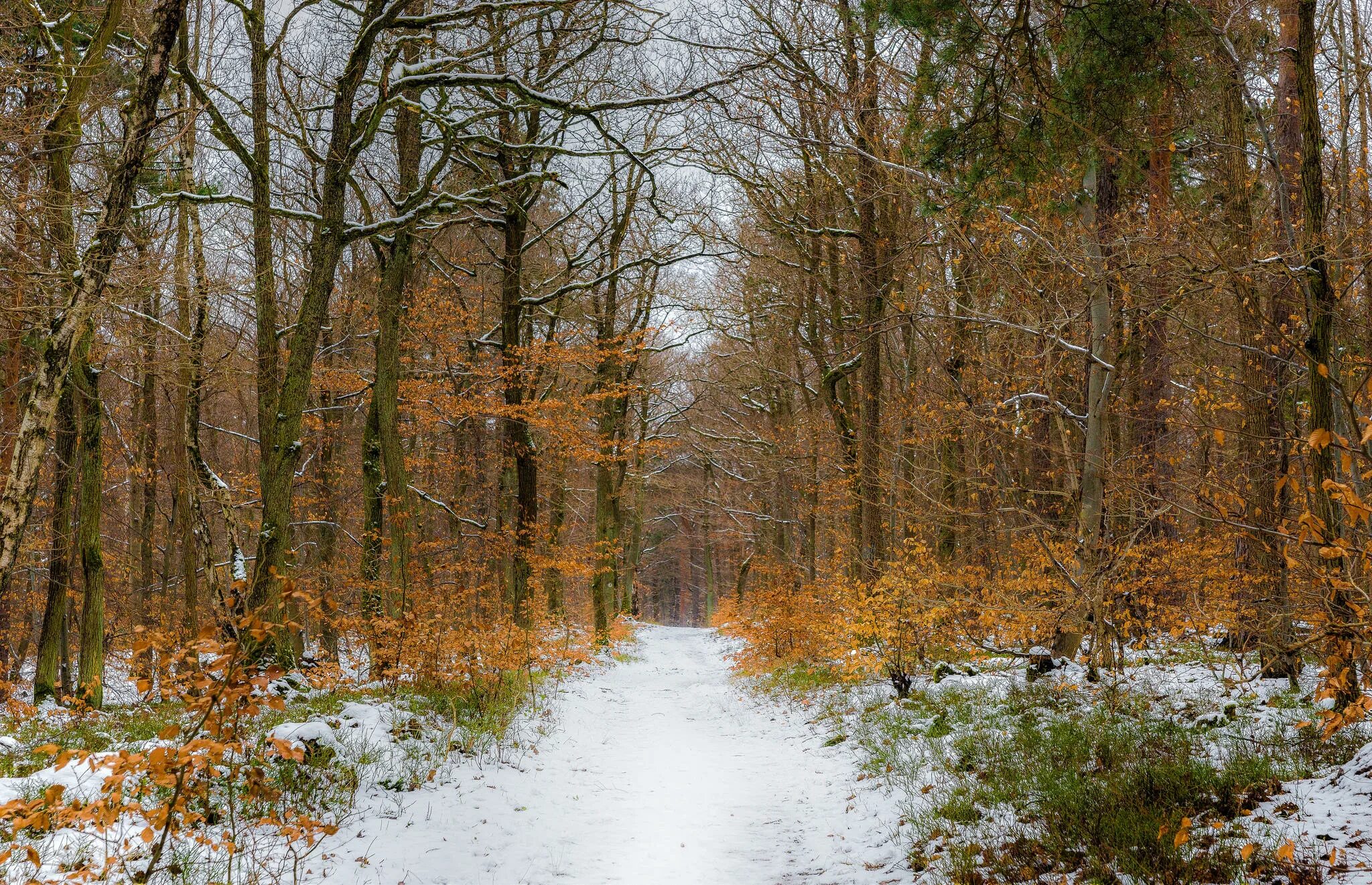 Лес в ноябре фото trail path road through the forest wallpapers from photomonstr - images from Fon
