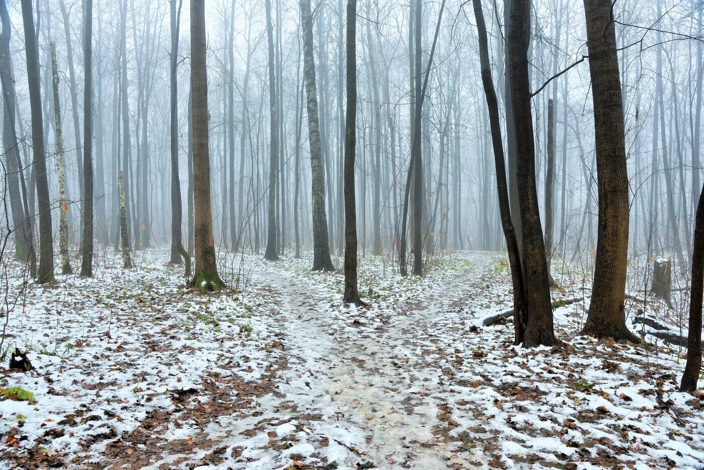 Лес в ноябре фото Погода на сегодня: без осадков и до -9 ° C - Газета "Оренбуржье"