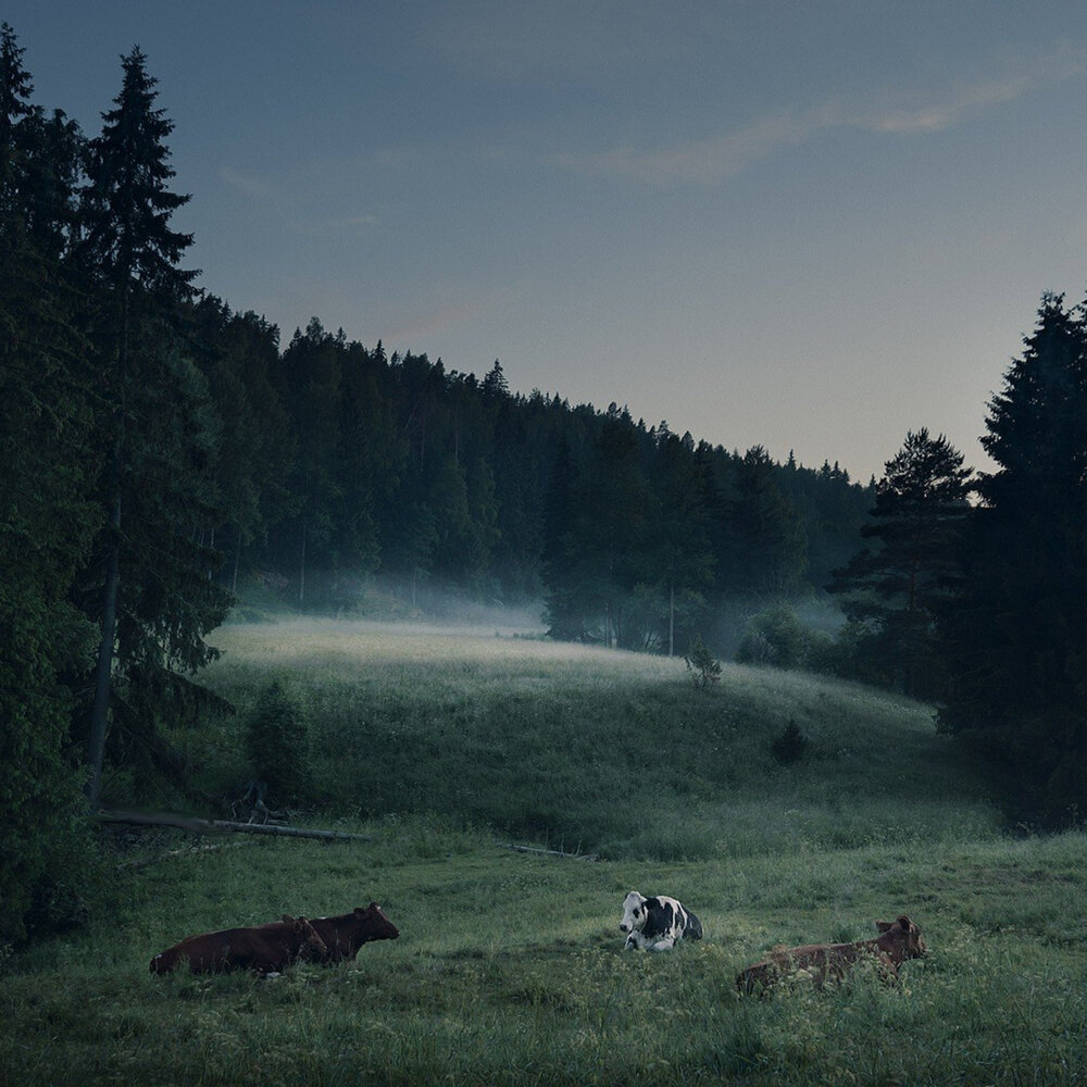 Лес вдали фото sy!zay альбом FOGGY EVENING слушать онлайн бесплатно на Яндекс Музыке в хорошем 