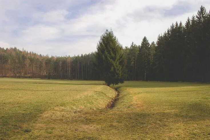 Лес вдали фото #conifer #coniferous #forest #meadow #tree Forest wallpaper, Forest, Cool wallpa