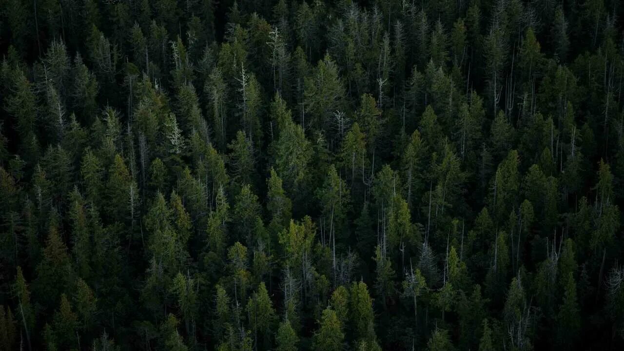 Лес вертикальное фото Картина на холсте 60x110 Альянс Лес "Природа Деревья Вид Сверху Лес" на подрамни